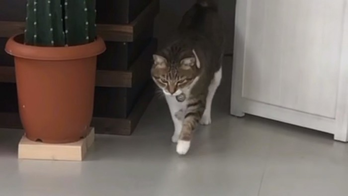 サボテンの横を歩く猫