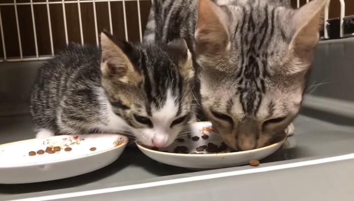 一緒に食べている子猫と母猫