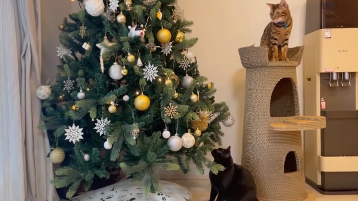 クリスマスツリーと下にいる黒猫