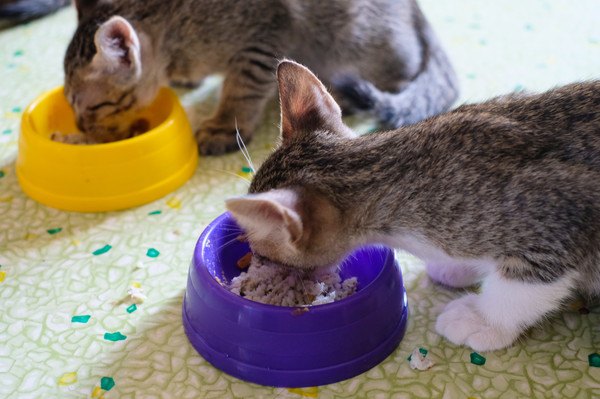 ご飯を食べる2匹の猫