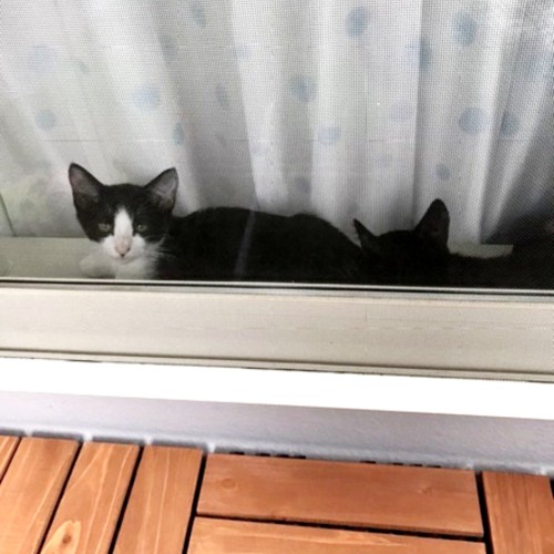窓越しの猫