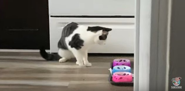 皿を見つめる猫