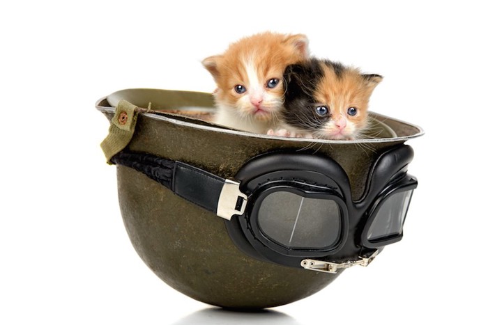 バイクのヘルメットの中にいる二匹の子猫