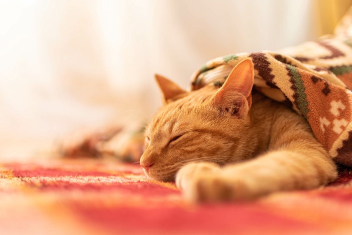 眠る茶トラ猫