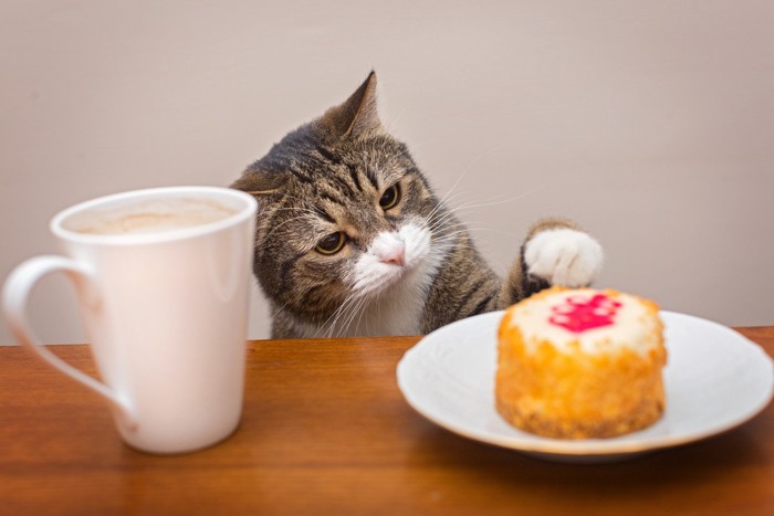 テーブル上のケーキに触ろうとする猫