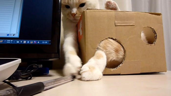 箱から後ろ足が出ている猫