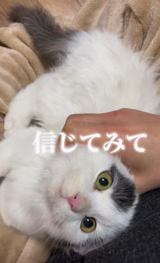 見上げる子猫