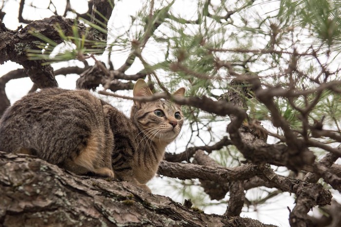 松の木に登っているキジトラ猫