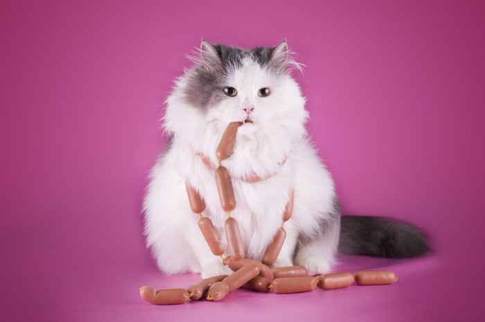 ソーセージを食べる太った猫
