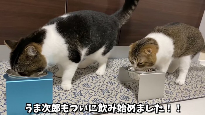 ミルクを飲む2匹の猫