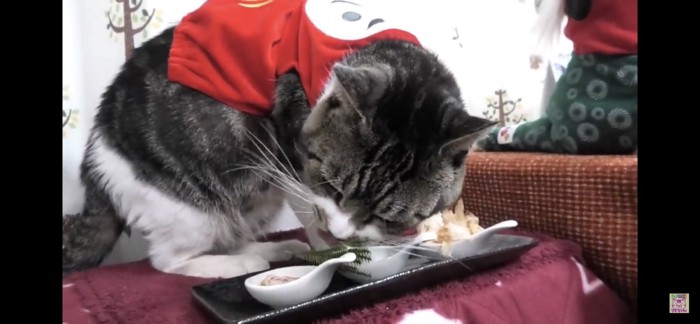 焼きかつおを食べる猫