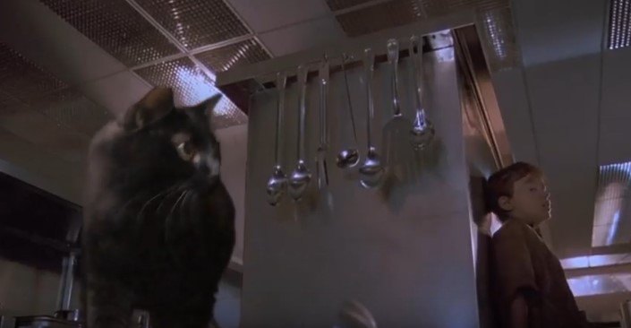 調理台の横を確認するアウル・キティ