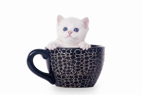 黒いカップと子猫