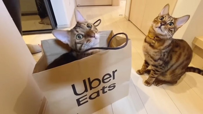 紙袋に入る猫と隣で座る猫