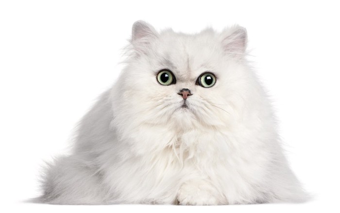 大きな瞳の真っ白なペルシャ猫