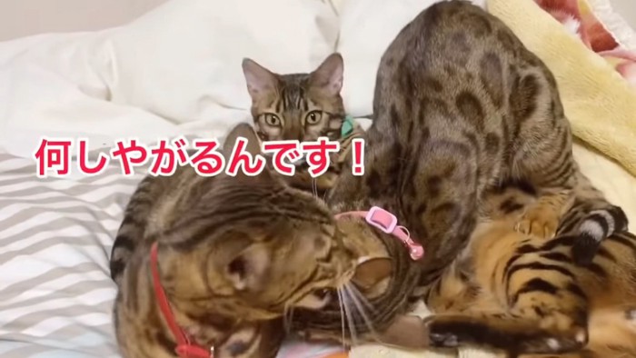 ピンク色の首輪の猫を噛む赤い首輪の猫