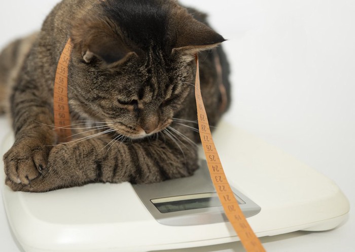 メジャーを頭からかけて体重計にのる猫