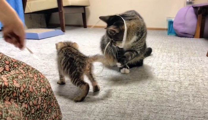 紐で遊ぶ2匹の猫