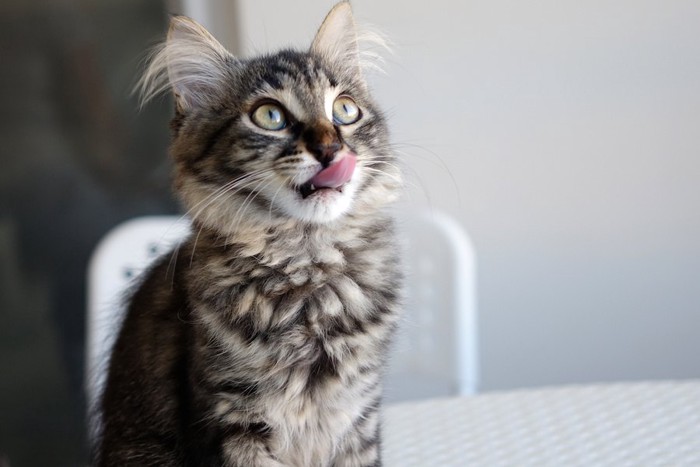 舌なめずりをして上を見上げる猫
