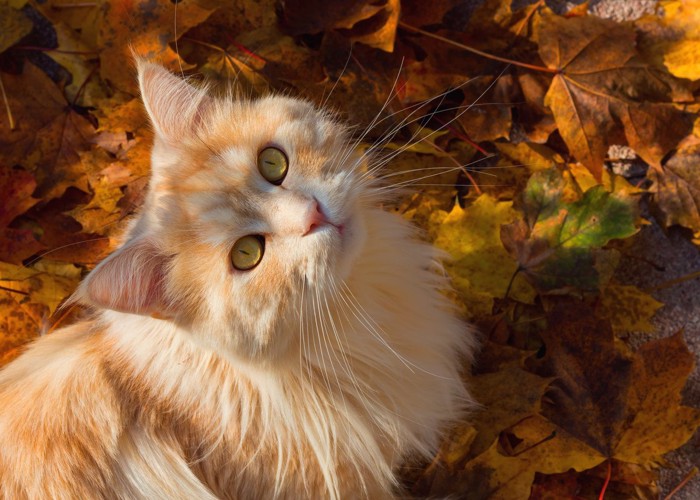 落ち葉に囲まれる猫