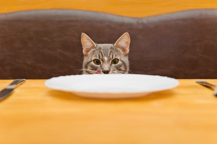 テーブルの上のお皿を見つめる猫