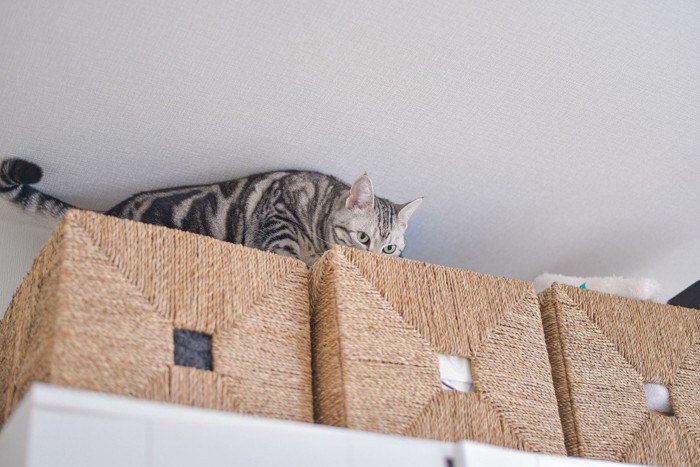 高いところに登る猫