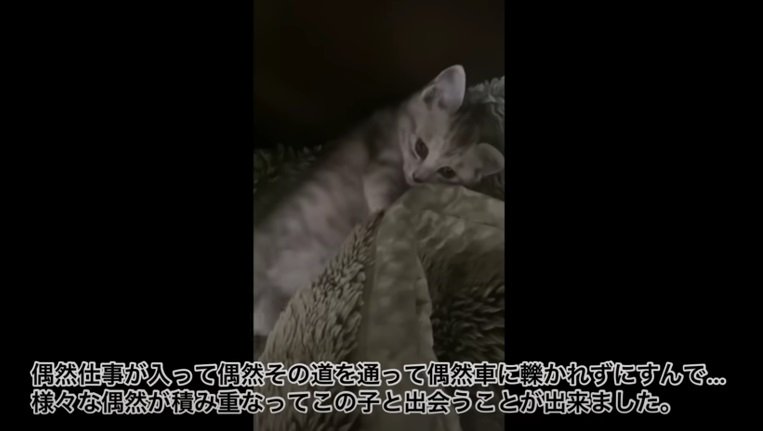 毛布で寝る子猫