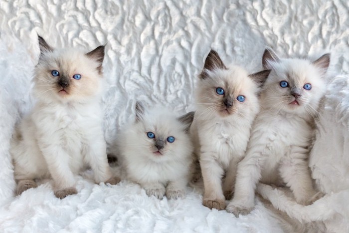 青い瞳のラグドールの子猫たち