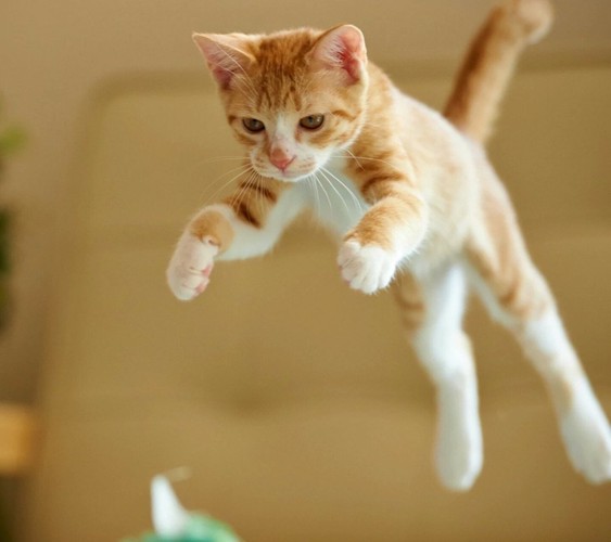 猫の跳躍