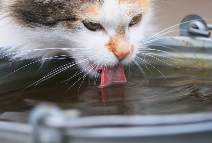 バケツの水を飲む猫