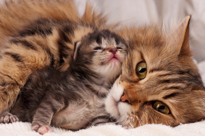 猫の赤ちゃんと母