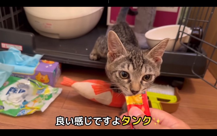 ケージから出てきた子猫