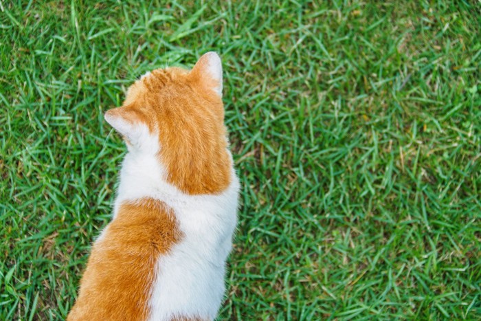 芝生の上を散歩する猫