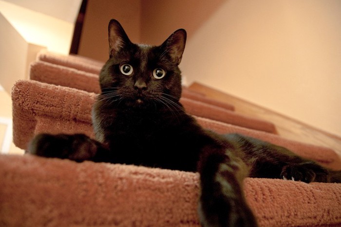 階段にいる黒猫