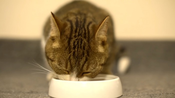 目を閉じて食べる猫