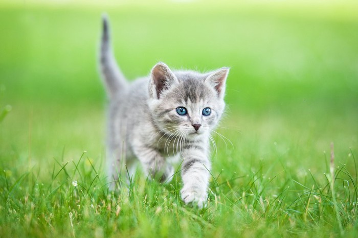 芝生を走る子猫
