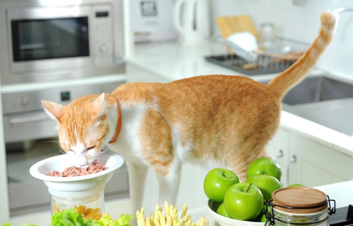 頭を上げた姿勢で食事をする猫