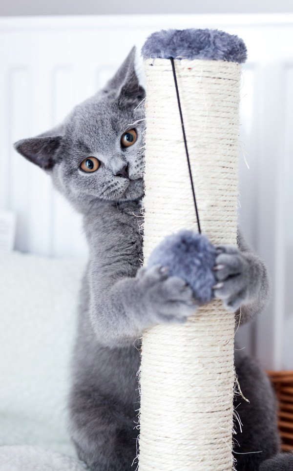 爪とぎで玉を遊ぶ灰色の子猫