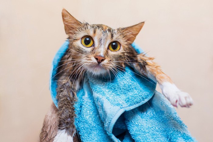 タオルで拭かれている猫