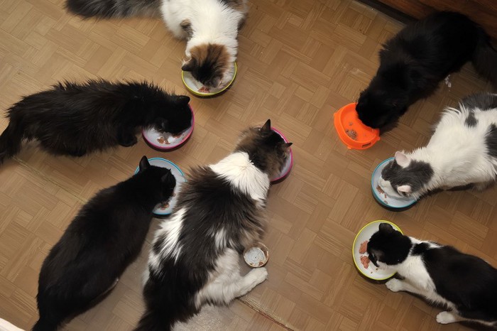 集団で食事する猫