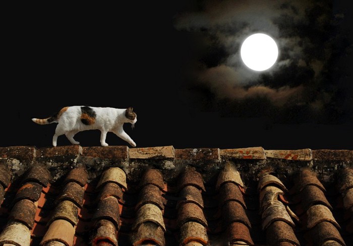 屋根の上を歩く猫