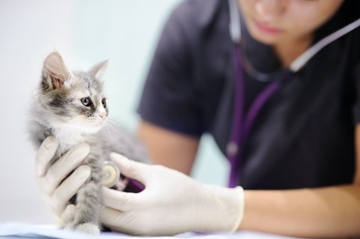 病院で聴診されている子猫
