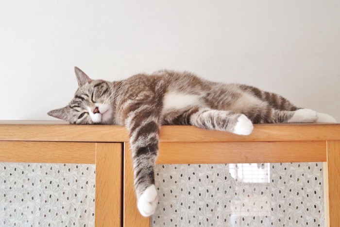 棚の上で退屈そうにする猫
