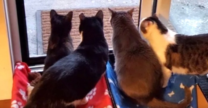 4匹の猫