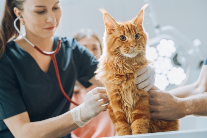 診察台の上で聴診器を当てられる猫