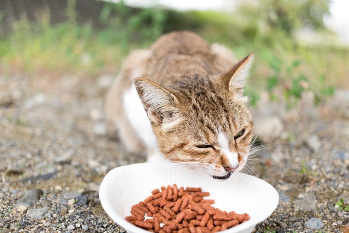 野外で食事をする猫