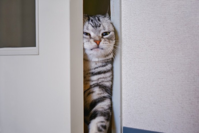 ドアの隙間を入ろうとする猫