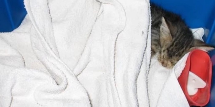 タオルに包まれた子猫