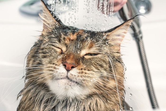 シャワーを浴びる猫