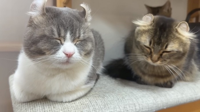 目を瞑る2匹の猫